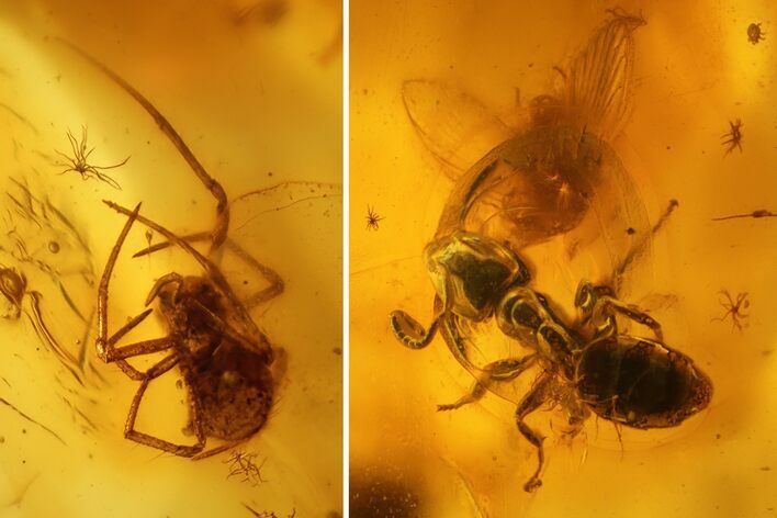 Fossil Ant (Formicidae) and a Spider (Araneae) In Baltic Amber #139082